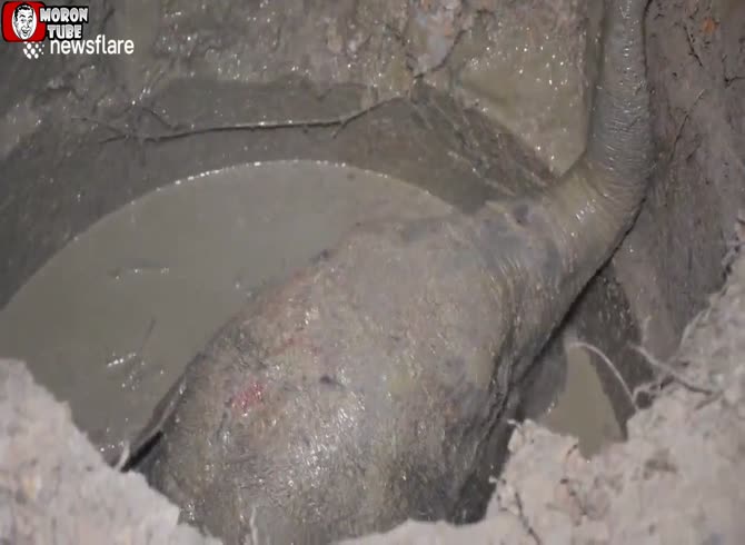Video :A Thai elephant calf that fell into a well was saved